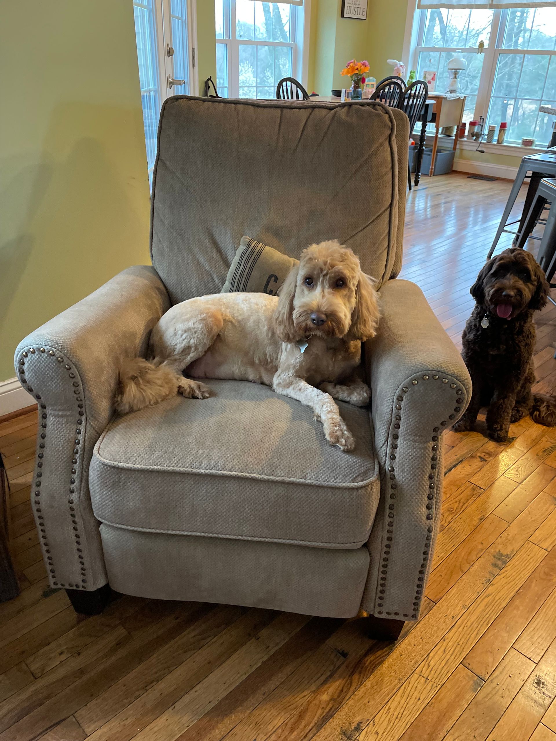 Light-colored doodle dog relaxes on a grey armchair; a smaller brown dog sits beside the chair.