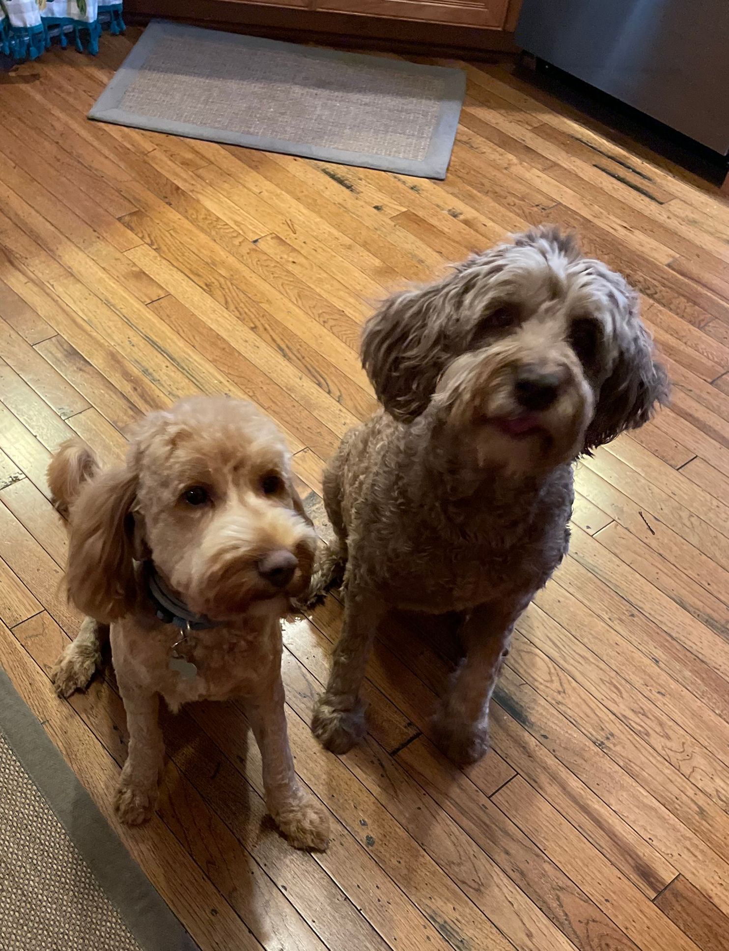 Two small dogs sit on a hardwood floor, looking at the camera. The dog on the left is tan, and the dog on the right is brown.
