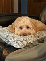 A golden doodle dog resting on a patterned pillow on a dark couch, appearing relaxed with its head down.