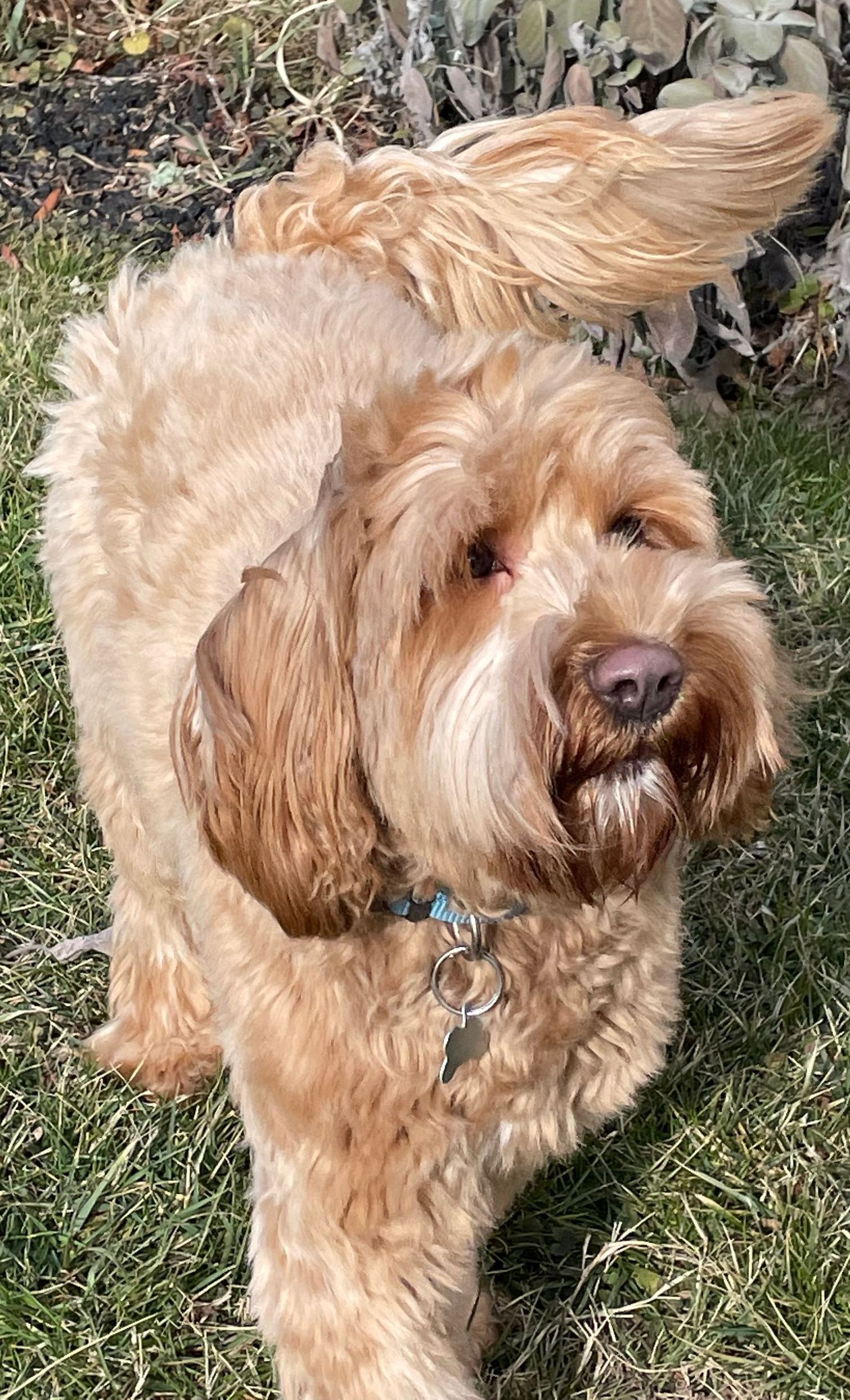 A tan Goldendoodle dog with a fluffy coat, looking up with a slightly open mouth, outside on grass.