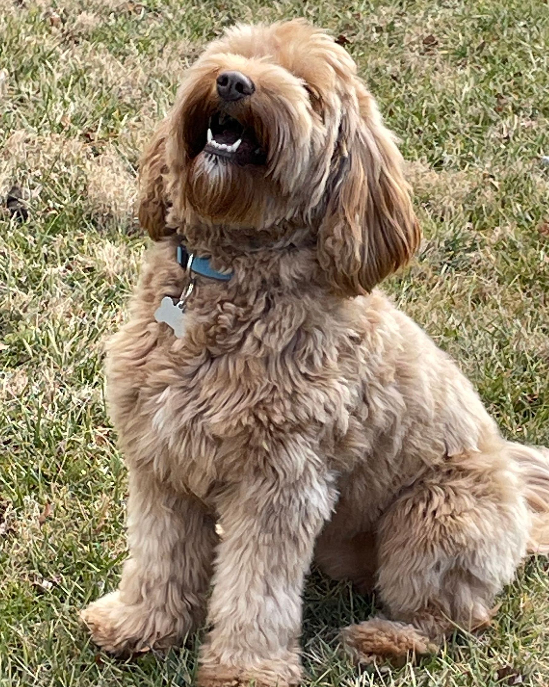 Brown Goldendoodle sitting in grass, looking up and barking. It wears a blue collar with a tag.