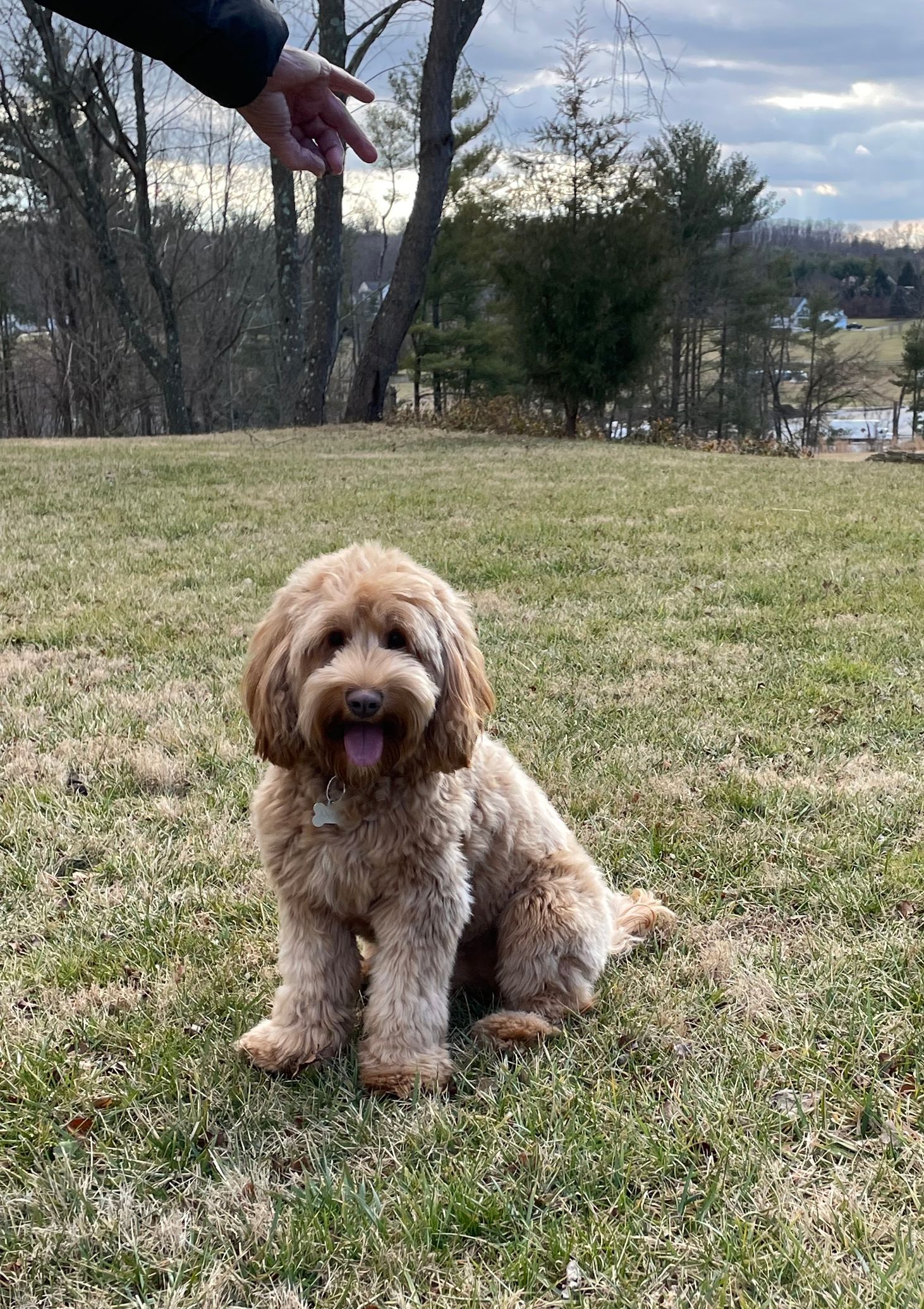 A tan Goldendoodle sits on a grassy hill, looking at the camera with its tongue out, as a person's hand gestures from above.