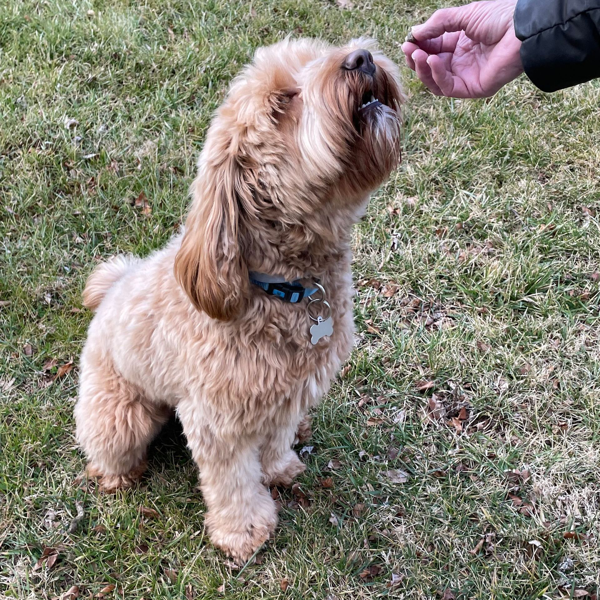 Tan, fluffy dog looking up eagerly at a person's hand holding a treat outdoors on grass.