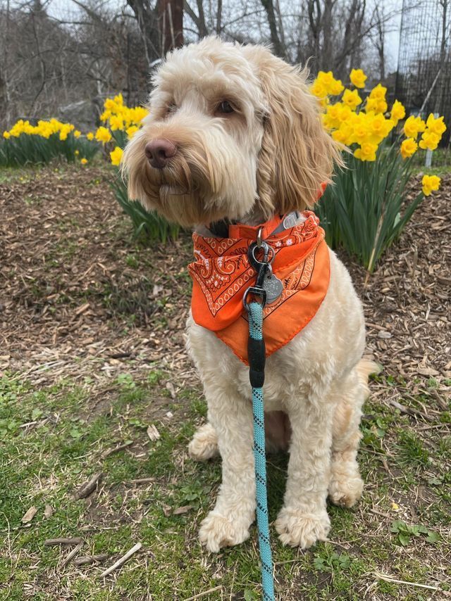 A tan, curly-haired dog with an orange bandana sits on grass in front of yellow daffodils.