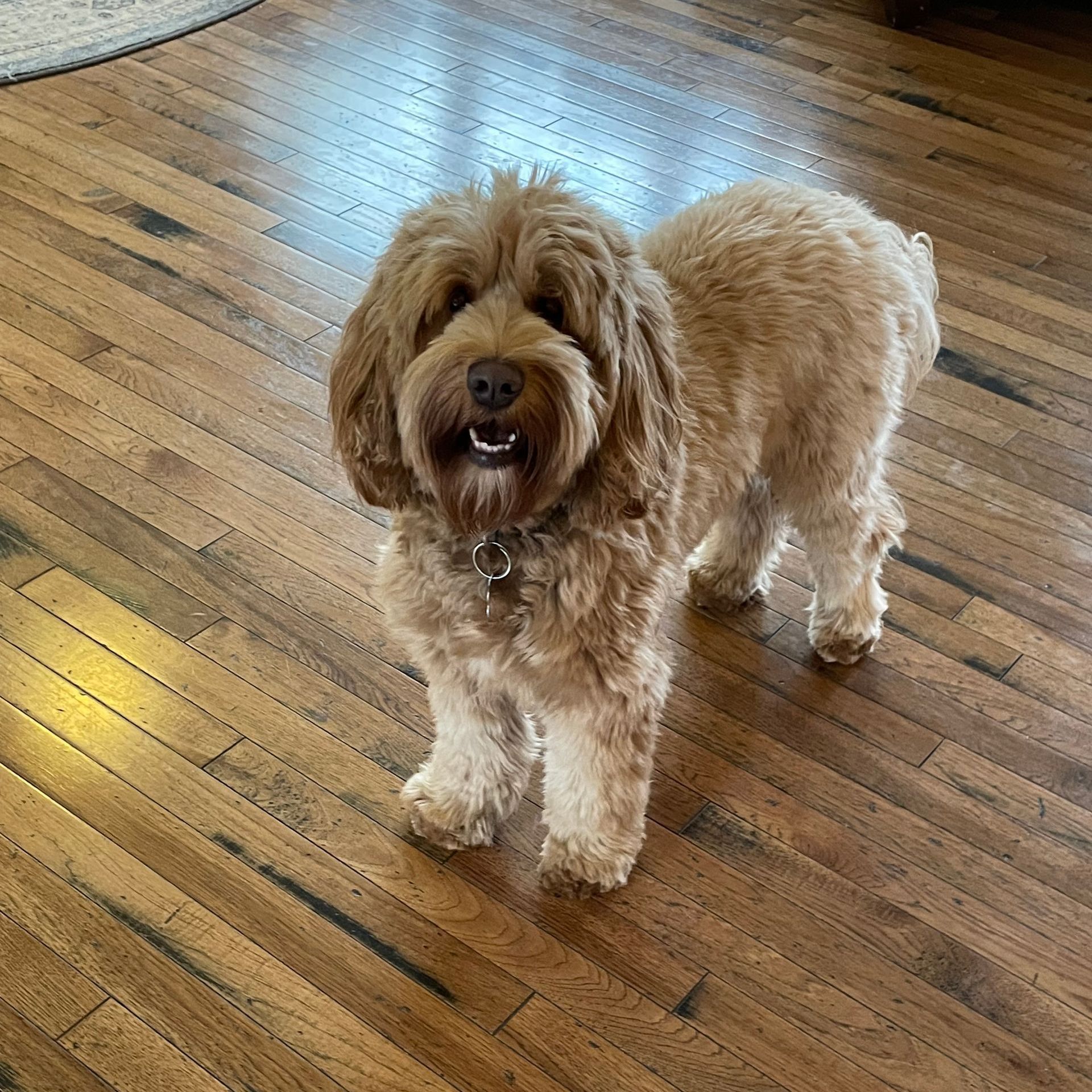 A fluffy, tan Goldendoodle stands on a hardwood floor, looking forward with a happy expression.