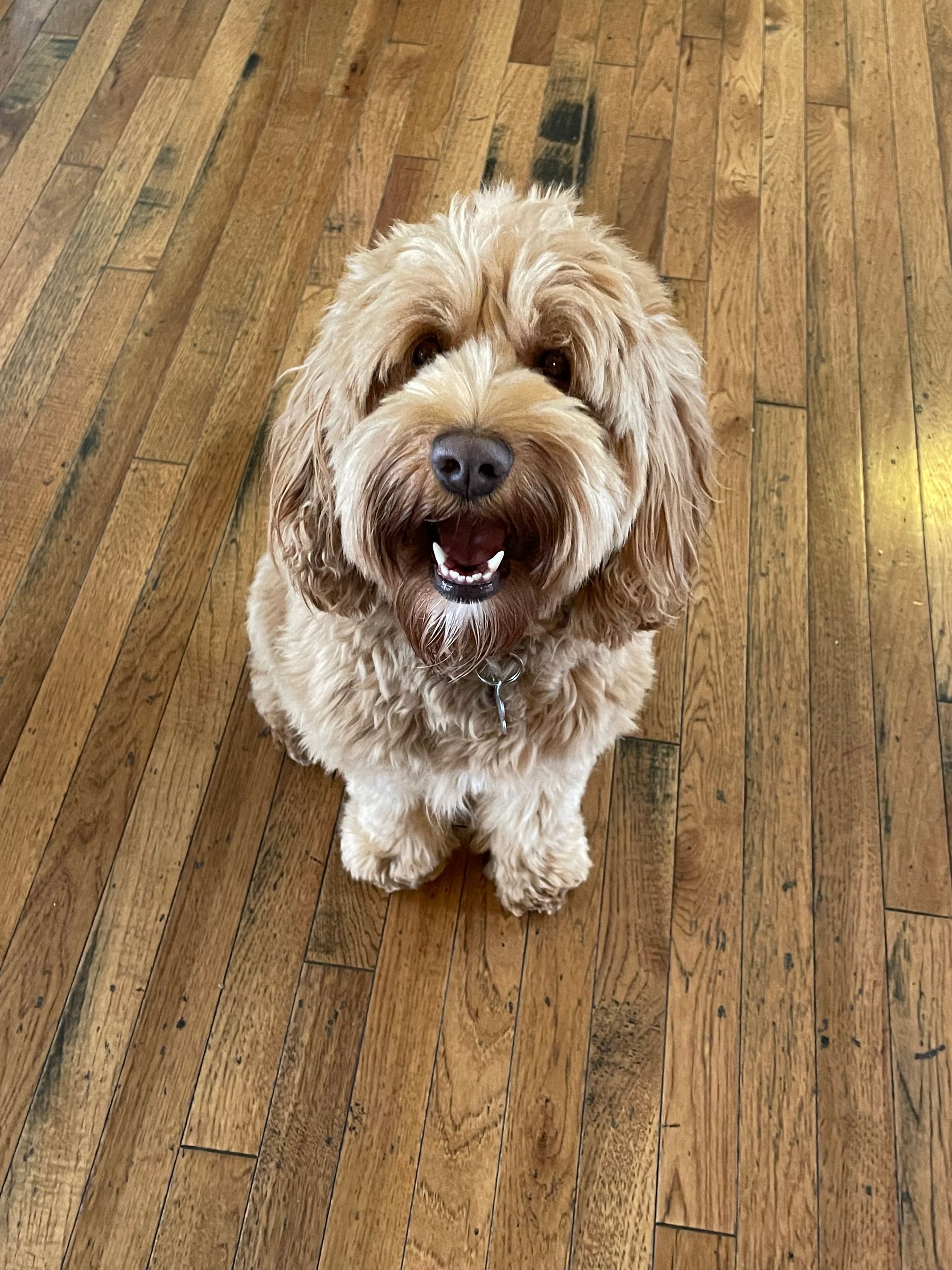 A smiling, brown, fluffy dog sits on a wood floor, looking up at the viewer.