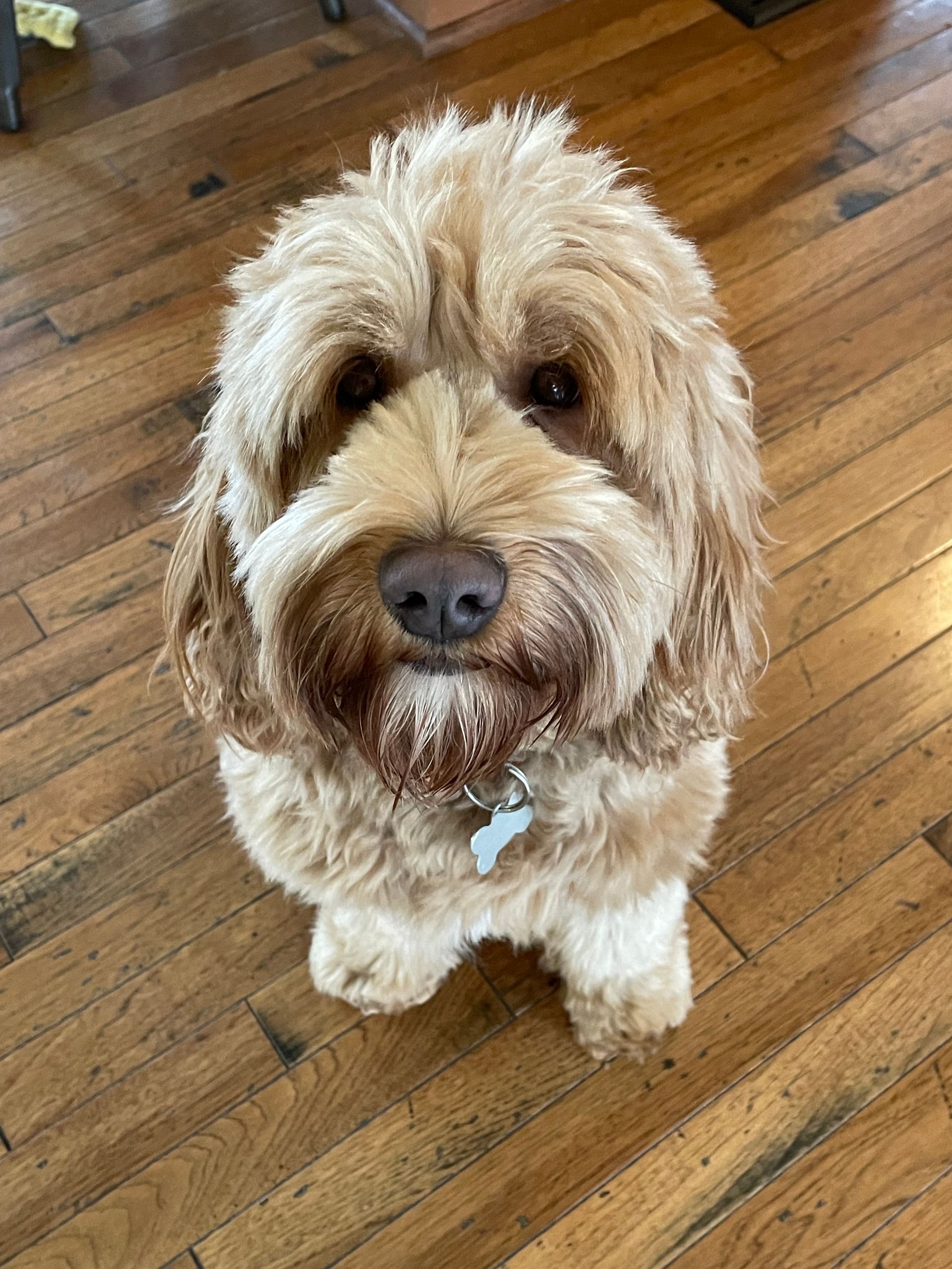 A tan Cockapoo dog with a fluffy face sits on a wood floor, looking directly at the camera.