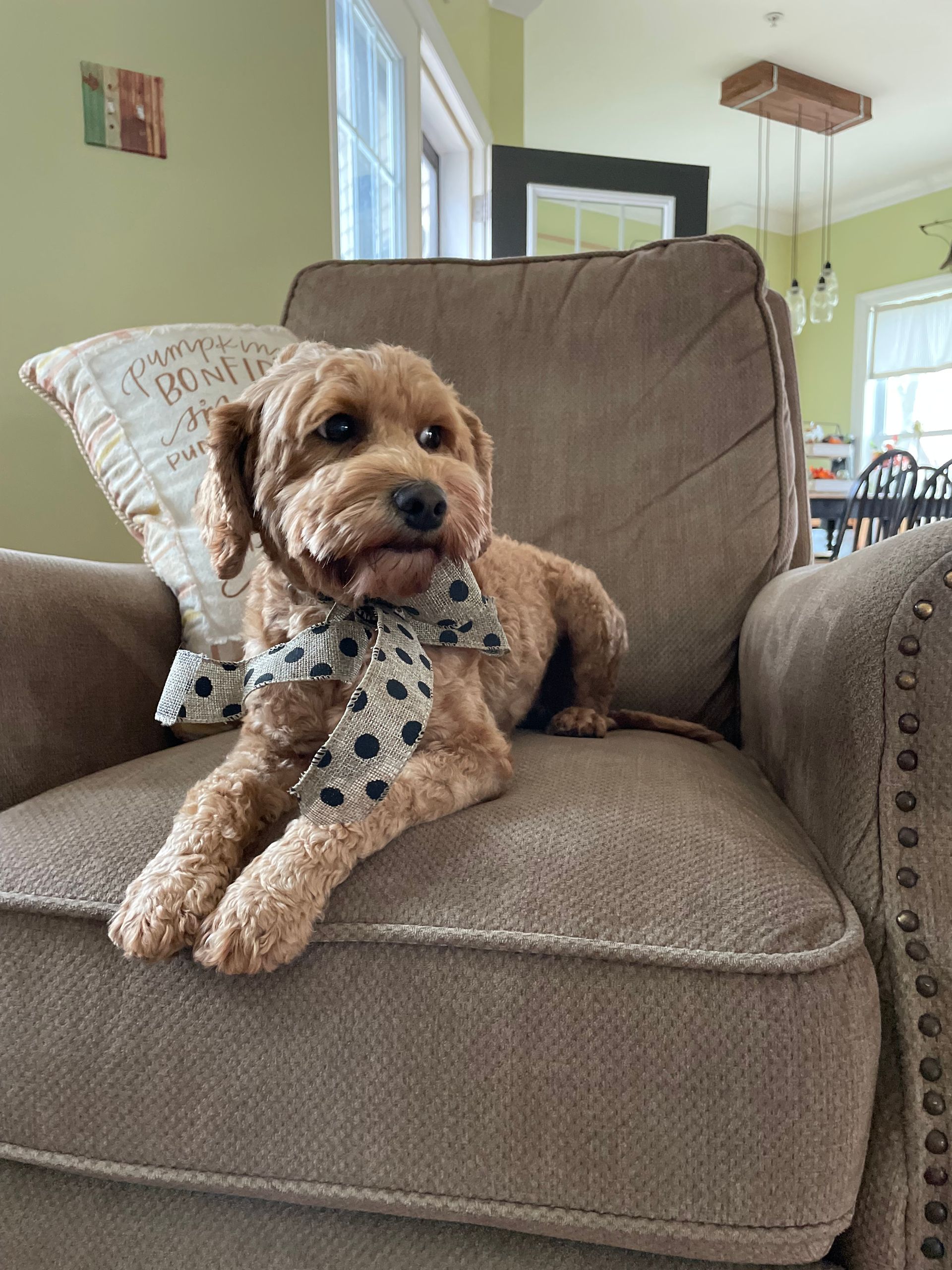 A small brown dog with a polka-dot bow tie is resting on a brown upholstered armchair. It looks at the camera.