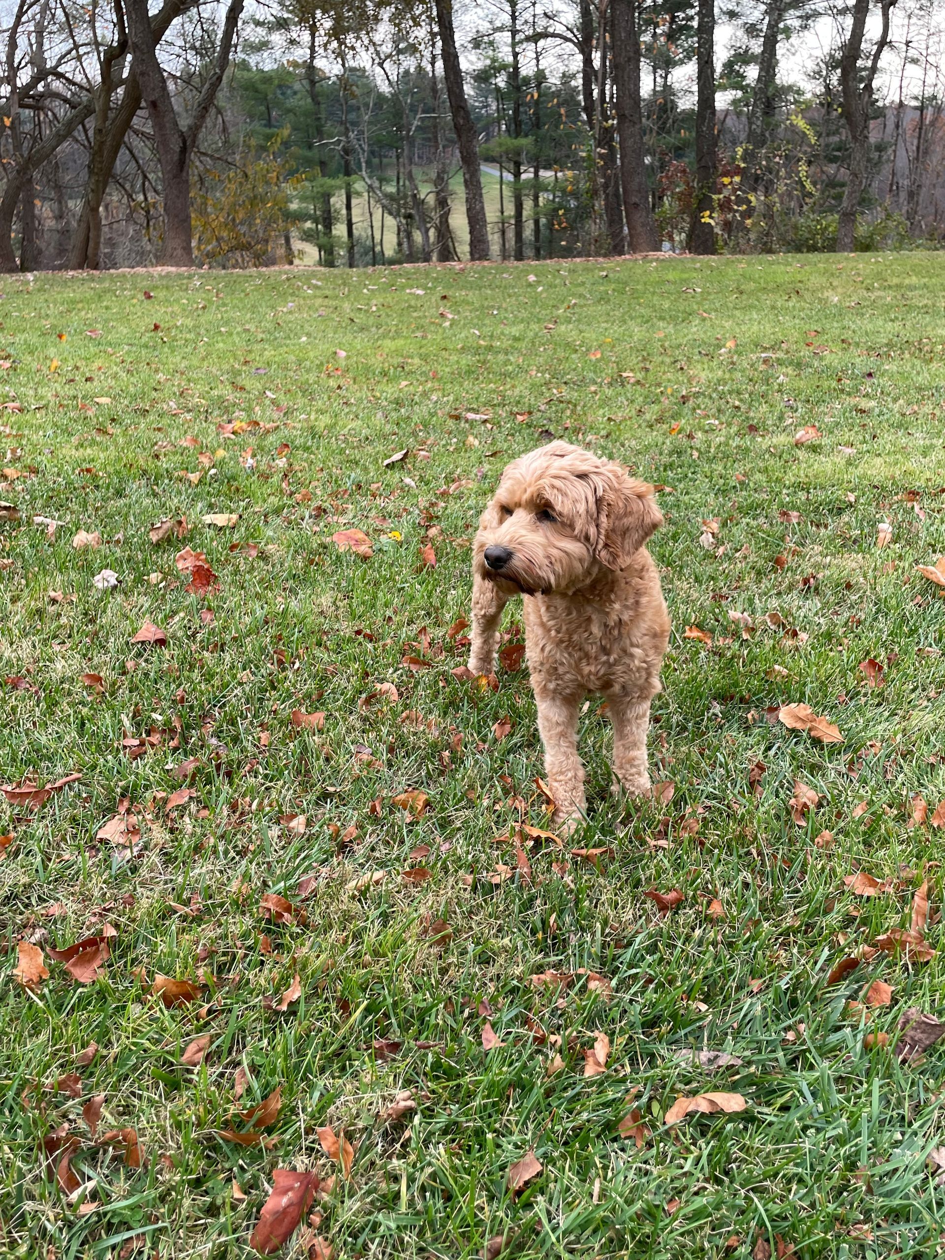 A fluffy, brown Goldendoodle stands in a grassy field speckled with fallen leaves, looking to the side.