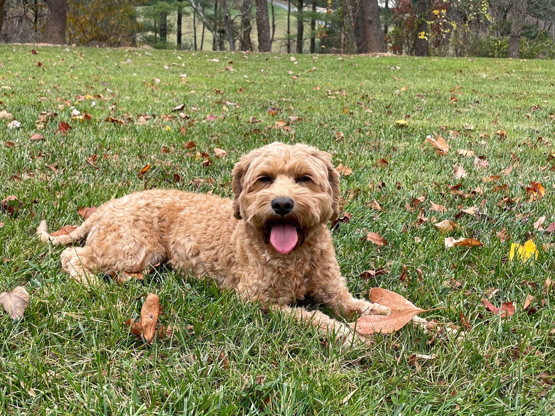 Golden-brown Goldendoodle lies on green grass, tongue out, amidst scattered fall leaves in an outdoor setting.