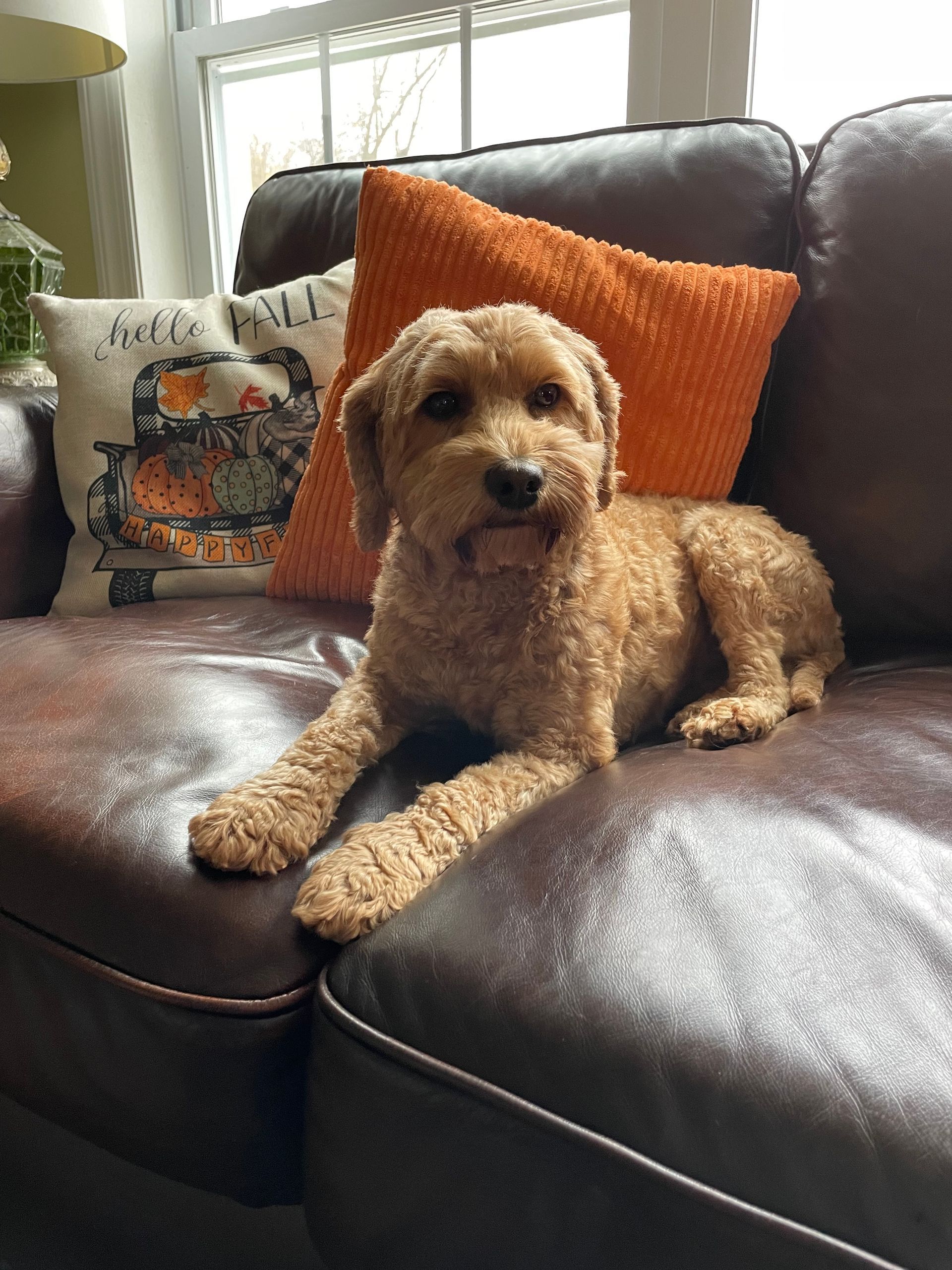 A tan-colored dog with curly fur lounges on a brown leather couch with fall-themed pillows.