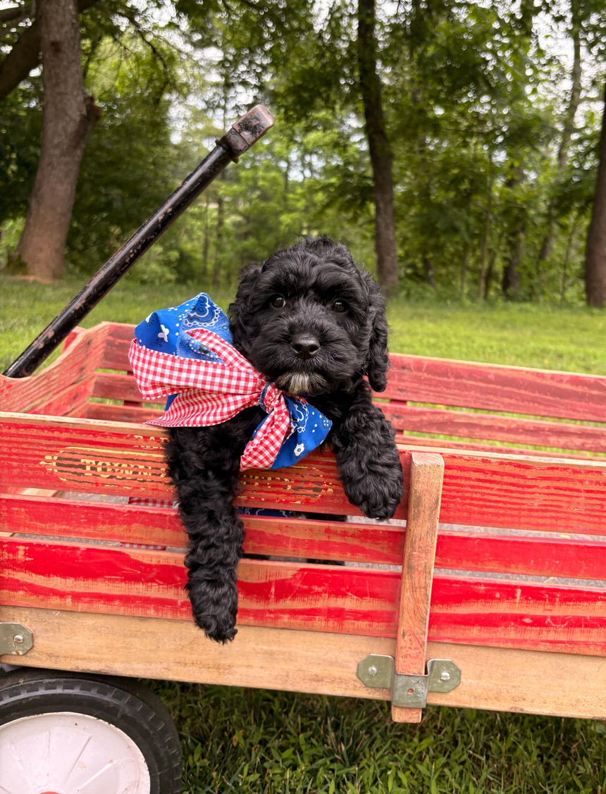 Australian Labradoodle Puppy
