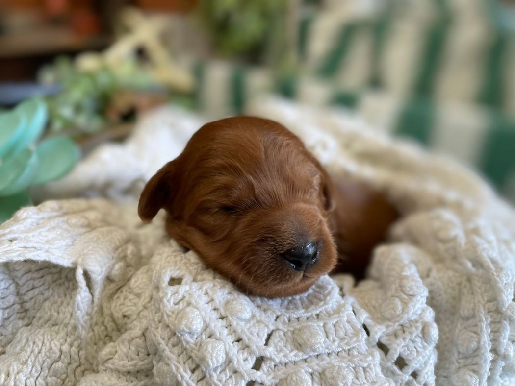 Sleeping, newborn reddish-brown puppy nestled in a cream-colored, knitted blanket.