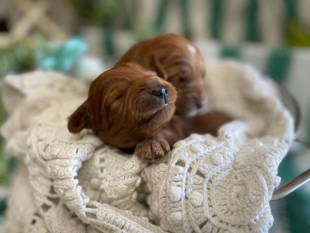 Two sleeping, reddish-brown puppies nestled on a cream-colored, crocheted blanket inside a metal container.