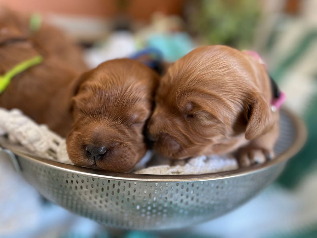 Two sleeping, reddish-brown puppies nestled in a metal bowl, close together. One wears a pink collar.