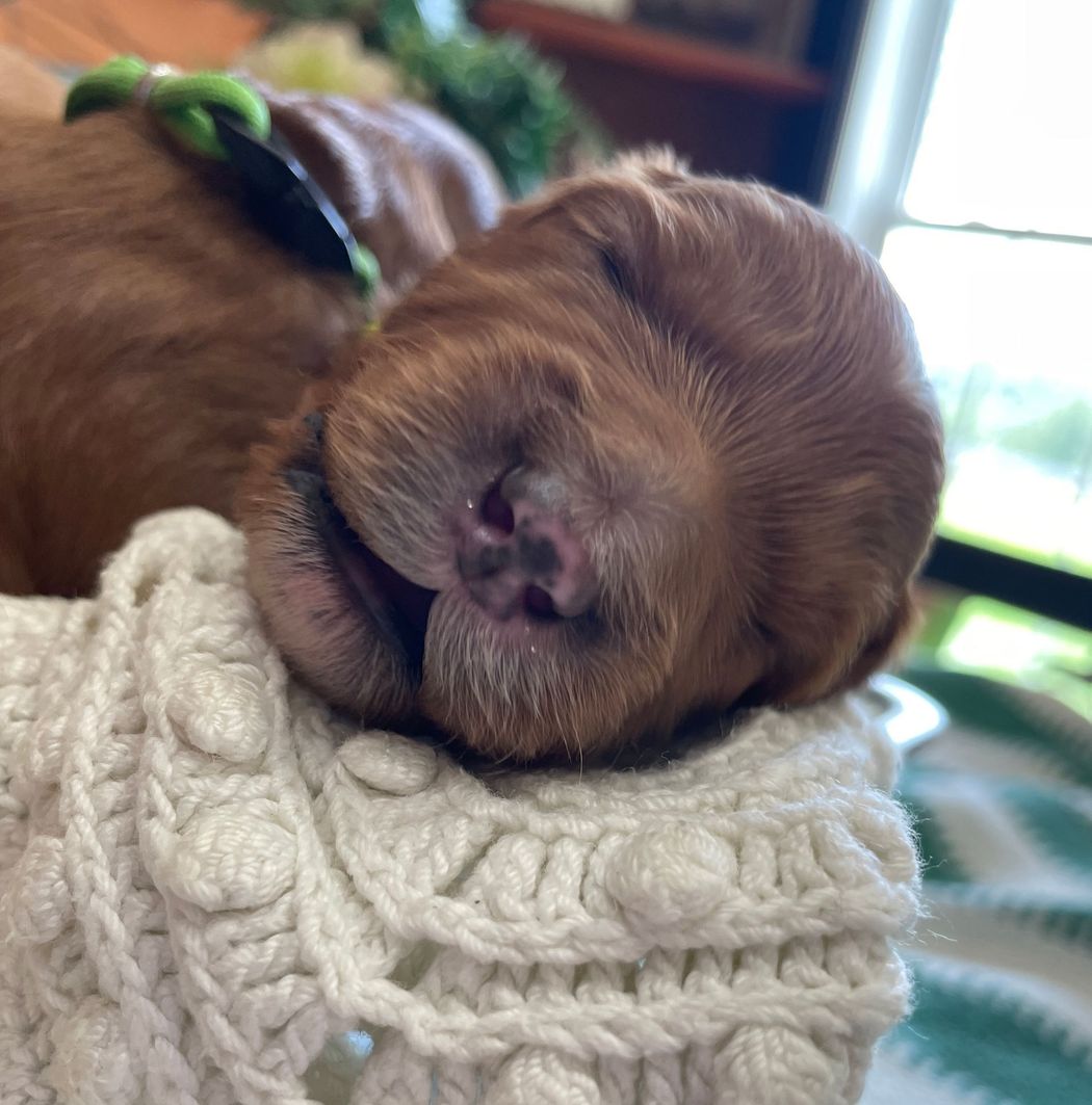 Sleeping reddish-brown puppy resting on a white knitted surface, wearing a green collar.