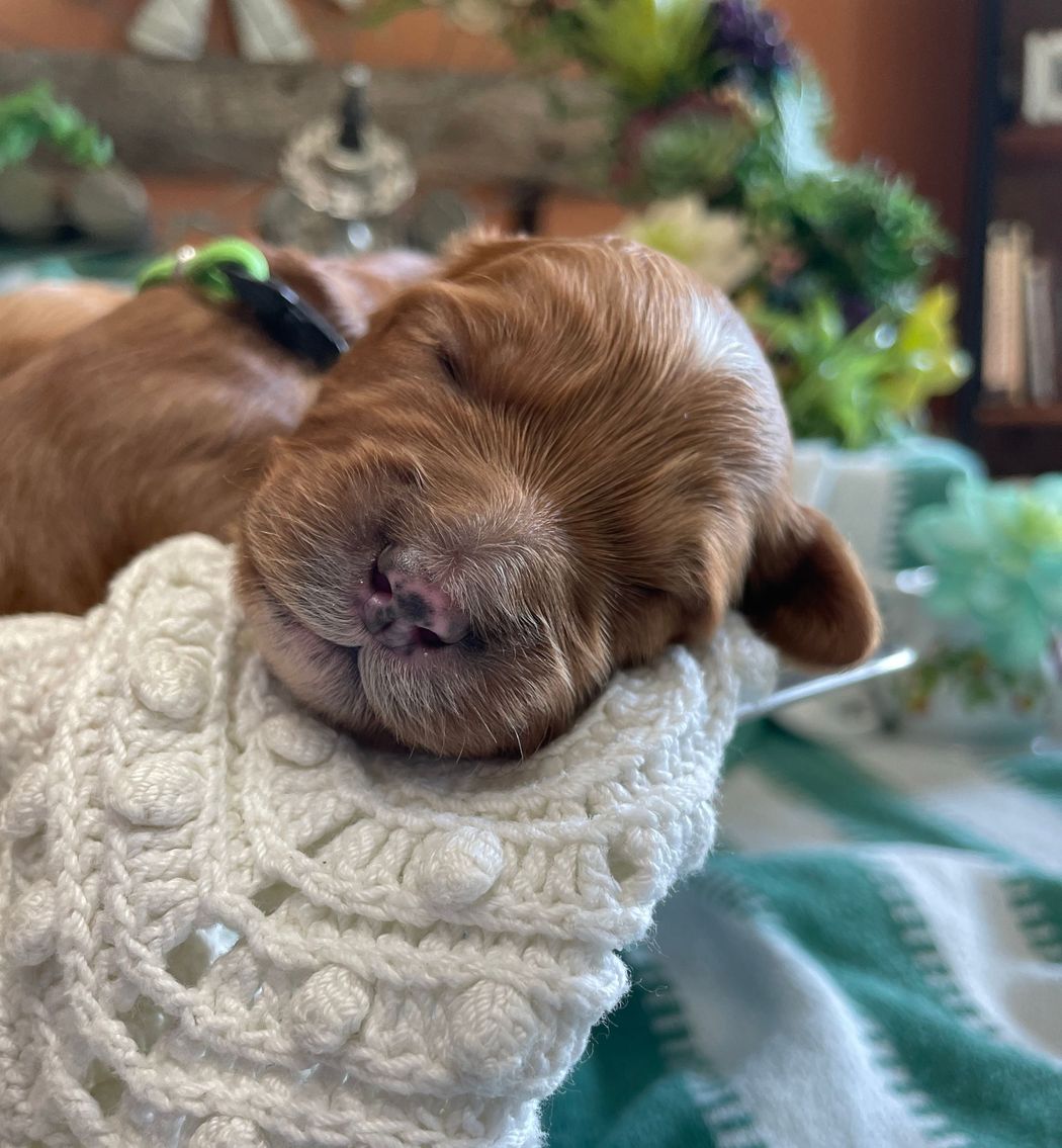 Sleeping reddish-brown puppy with a white and textured blanket; close-up showing its closed eyes and pink nose.