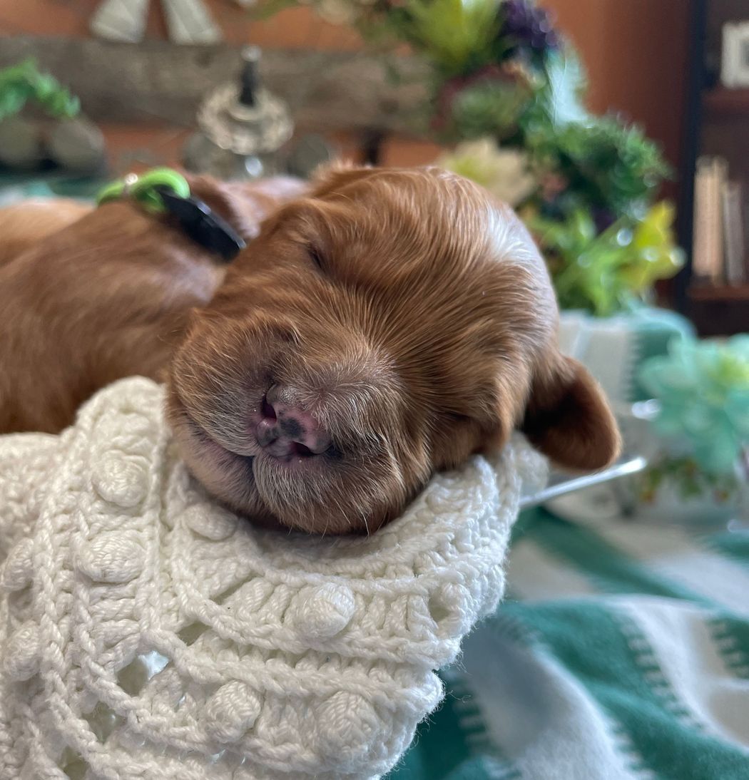 Sleeping red-furred puppy with a pink nose, resting on a white, crocheted blanket. Green collar visible.
