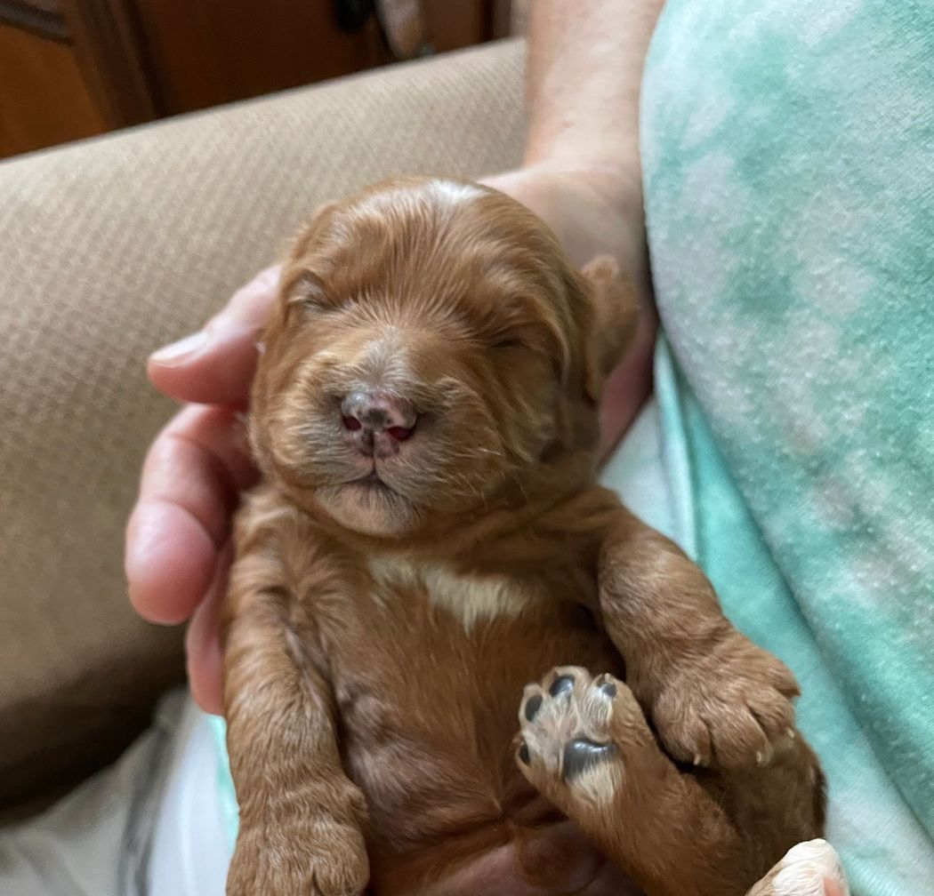 Newborn red puppy held in hands, eyes closed. It has a white chest marking and a pink nose.