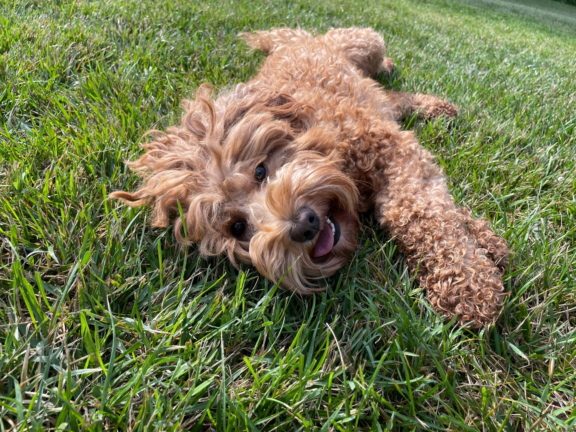 A light brown Goldendoodle lies happily on the green grass, looking directly at the camera with its tongue out.