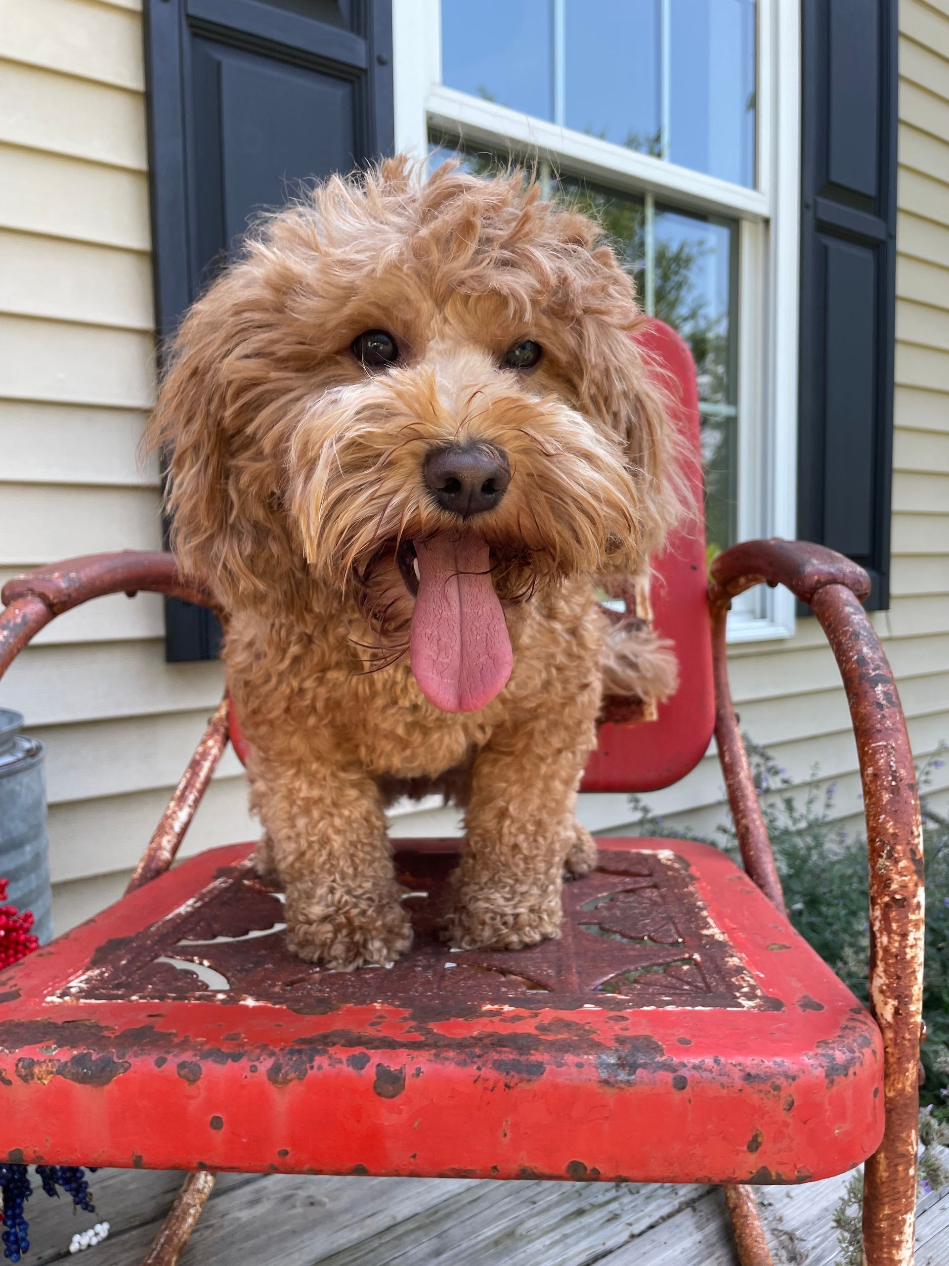 A brown, curly-haired dog sits on a rusty red chair, tongue out, in front of a yellow house with black shutters.