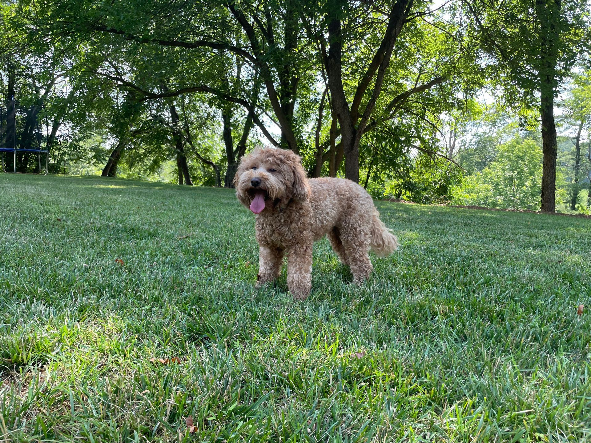 A curly-haired, light brown dog with tongue out, standing in a grassy park under trees.