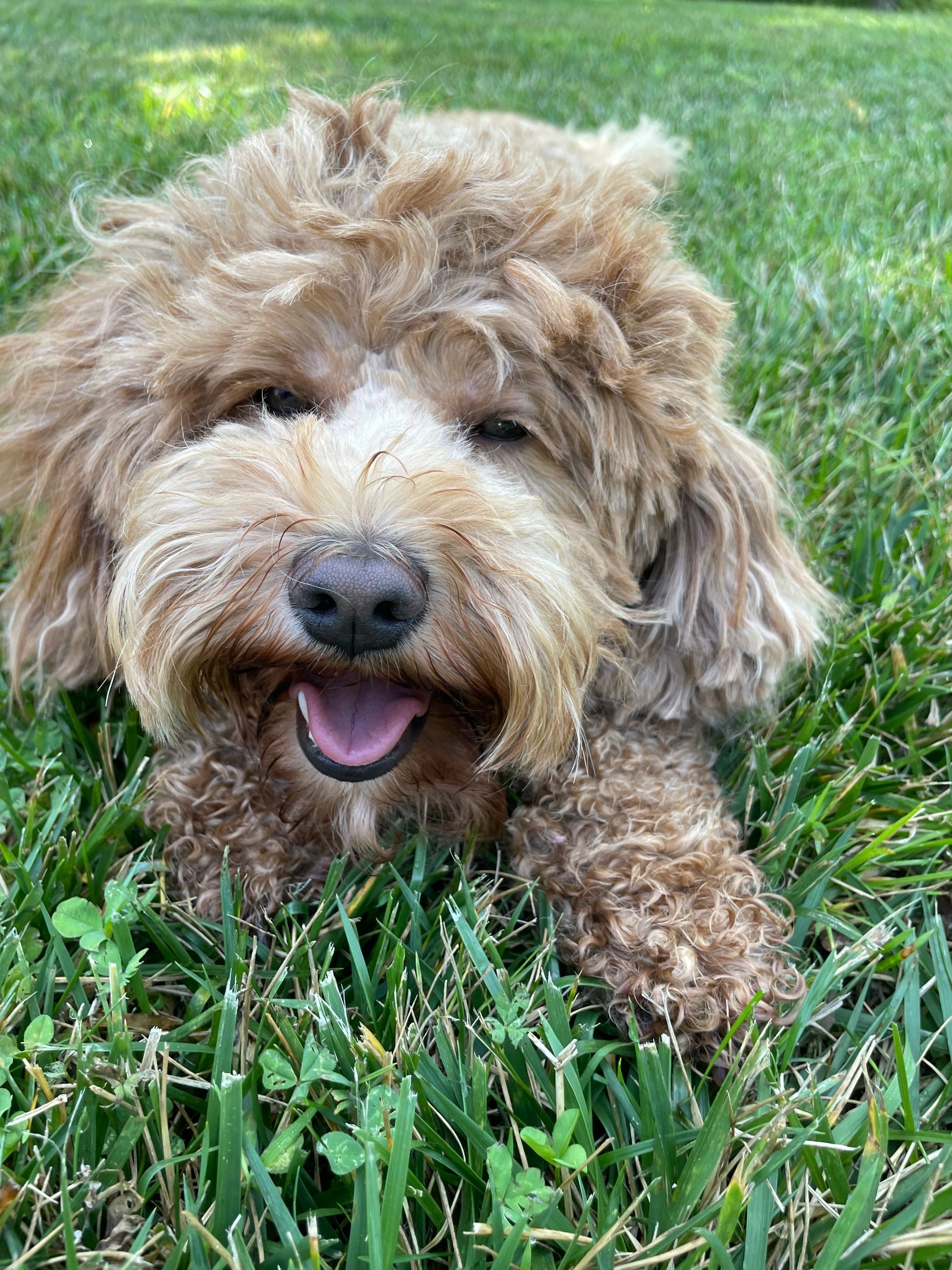 A brown, fluffy Goldendoodle lies in green grass, smiling with its tongue out.
