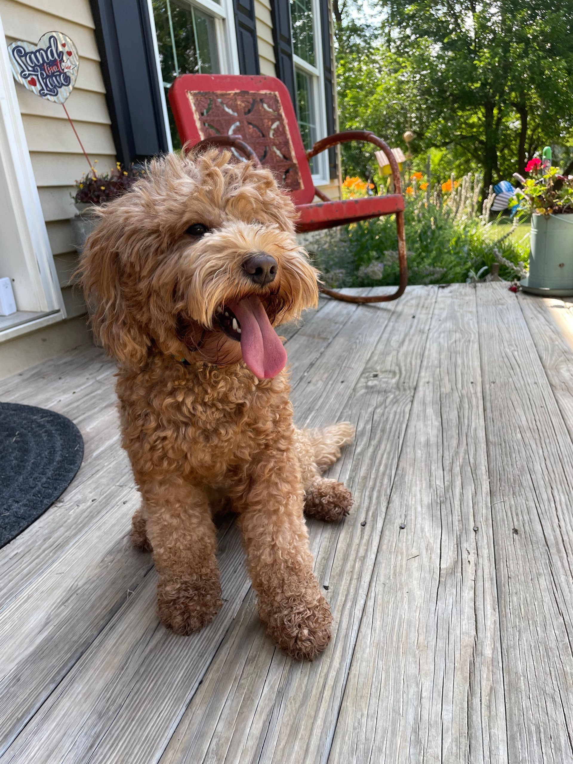 Brown Goldendoodle sits on a wooden porch, tongue out, in front of a red chair. Warm, sunny day.