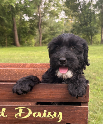 Healthy Labradoodle puppy available! 
