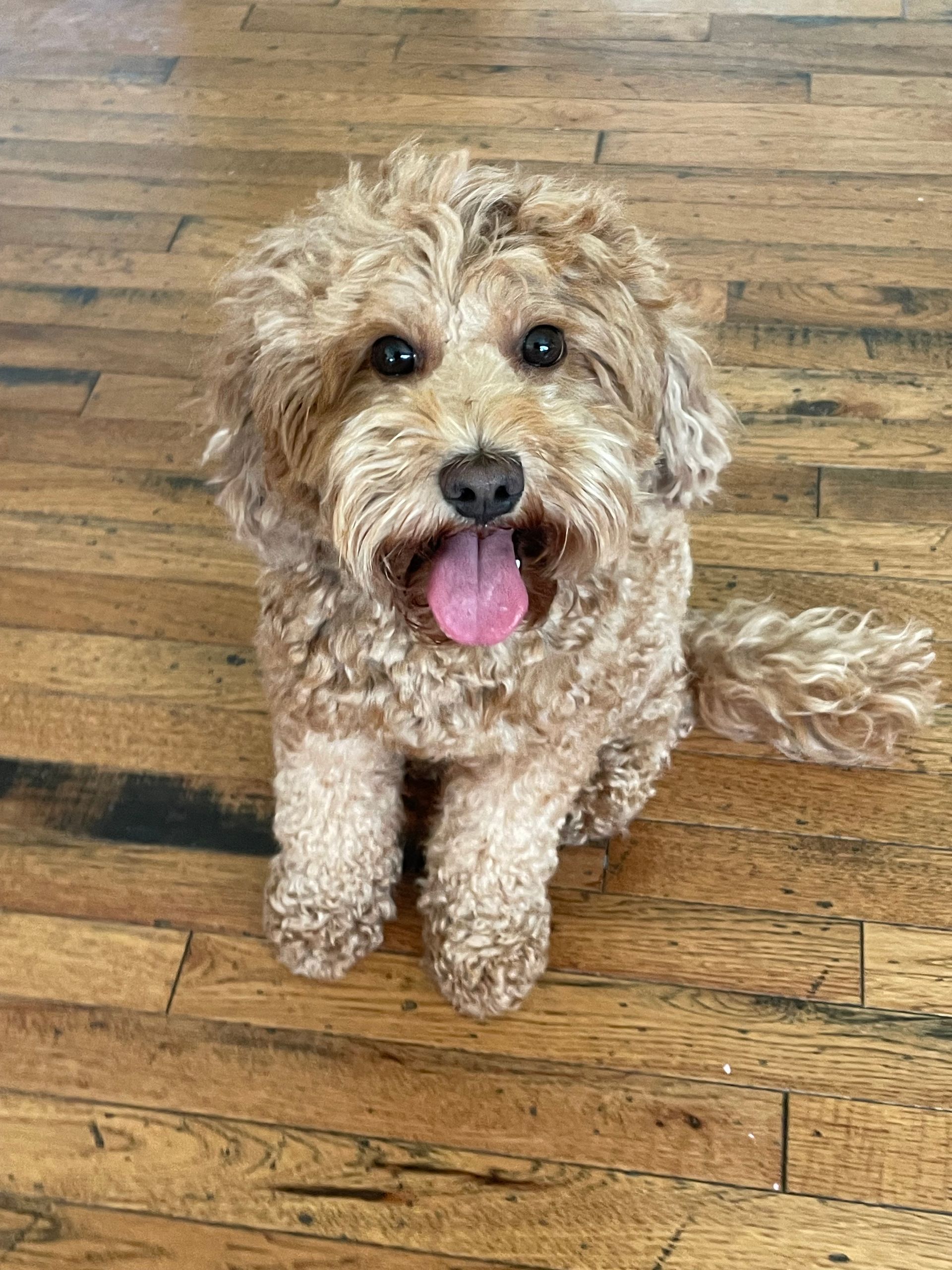 Golden-brown curly-haired dog with its tongue out, sitting on a wooden floor, looking up.