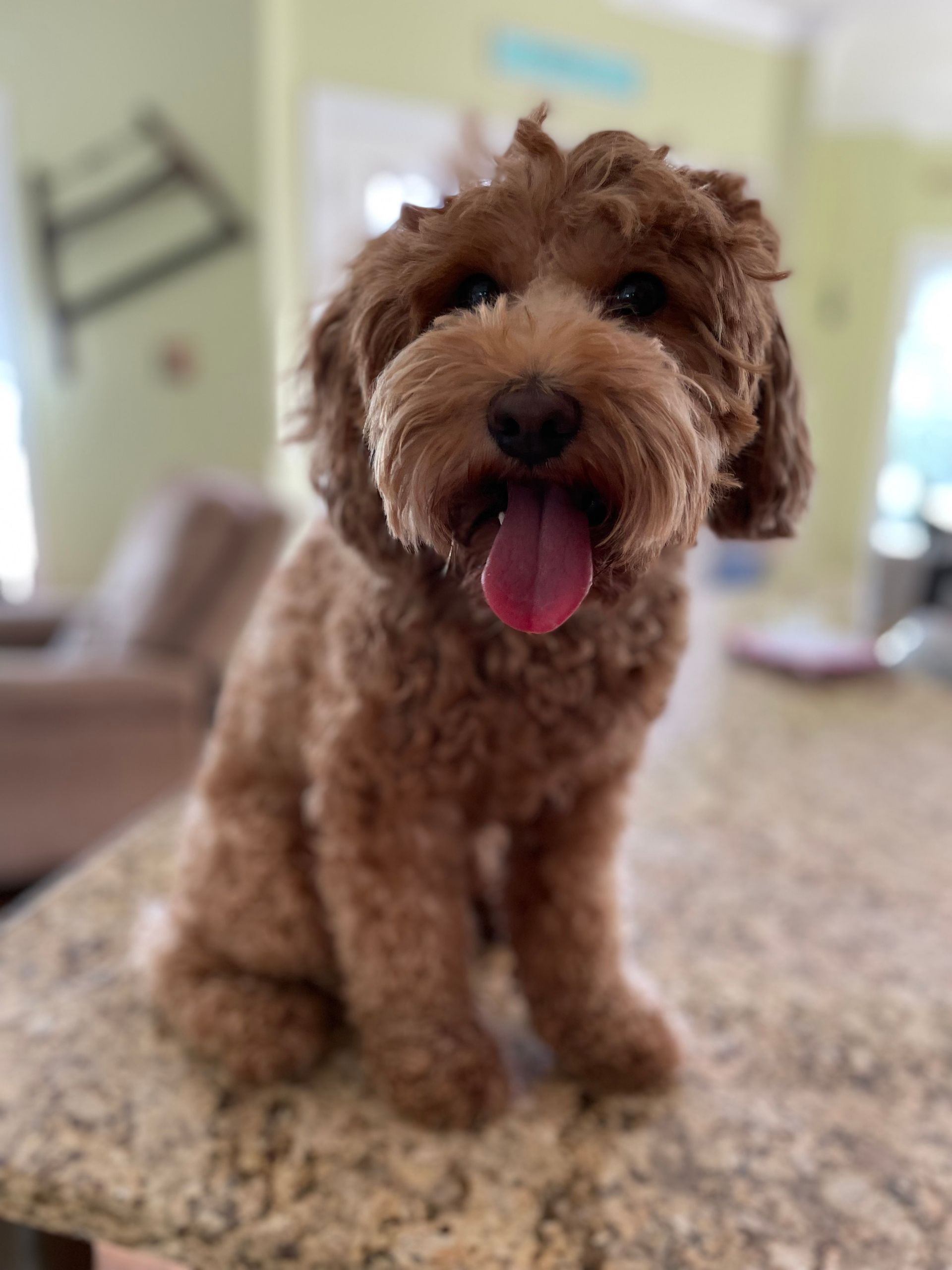 A brown, curly-haired dog with tongue out, sitting on a granite countertop, looking at the camera.