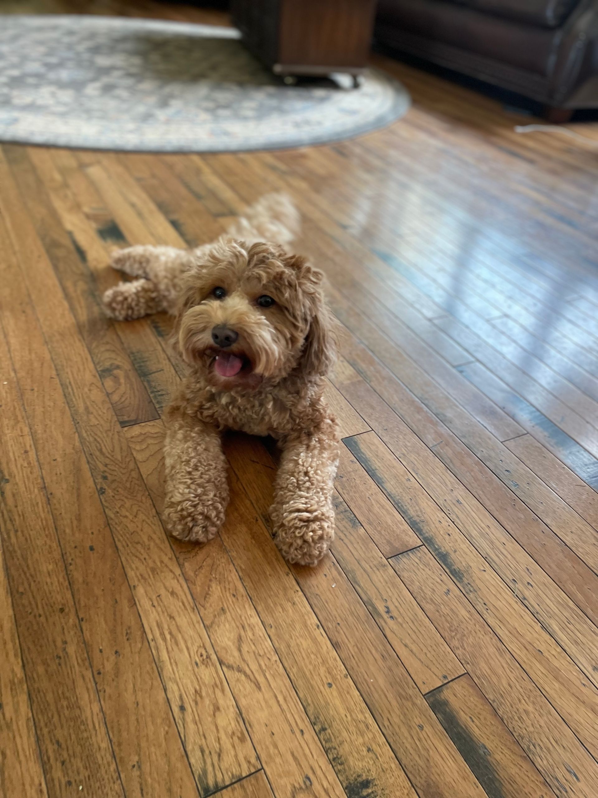 A small, brown Goldendoodle dog is lying on a hardwood floor, looking at the viewer with its tongue out.