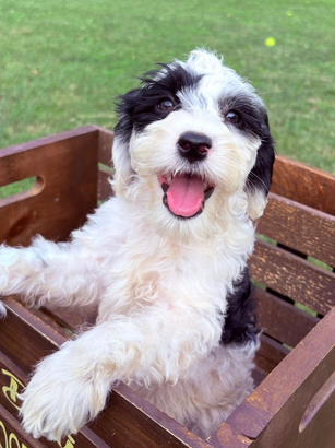 Lets Pawty! Labradoodle Puppy, Hypoallergenic Ready now