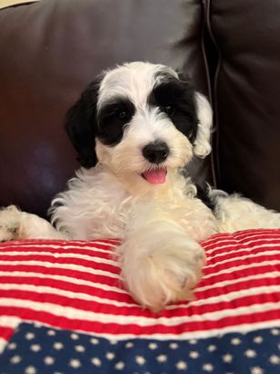Parti Australian Labradoodle Puppy Available in Maryland now