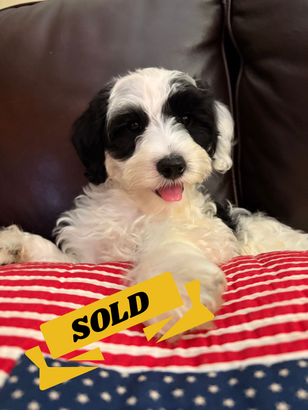 I am Pawfect! Parti Australian Labradoodle Puppy Available in Maryland now