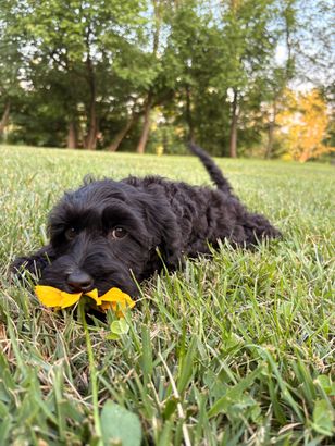 Female Puppy Black Australian labradoodle for adoption