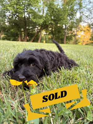 Woof you be mine? Female Puppy Black Australian labradoodle for adoption