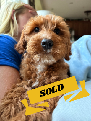 Starbarks?? Red Labradoodle ready Now, Maryland, DC, NYC