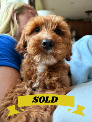 Starbarks?? Red Labradoodle ready Now, Maryland, DC, NYC