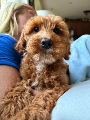 Red Labradoodle ready Now, Maryland, DC, NYC