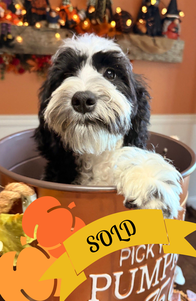 Trained Australian Labradoodle ready now!
