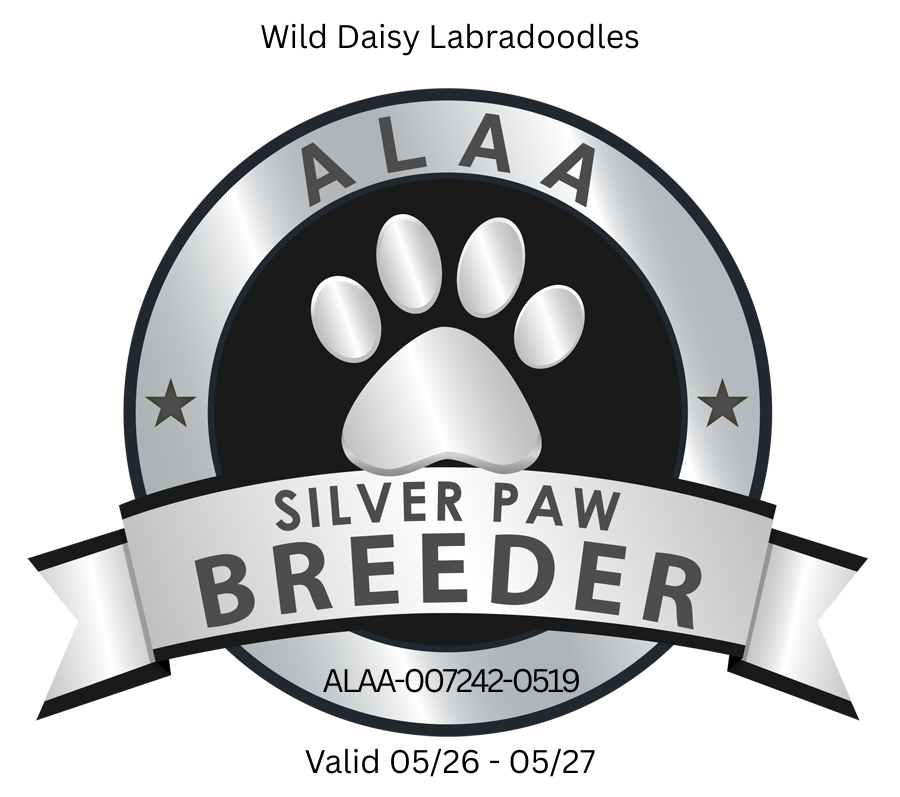 Logo for Wild Daisy Labradoodles, an ALAA Silver Paw Breeder. The logo is a black and silver emblem with a paw print and 