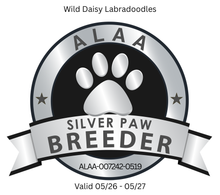 Logo for Wild Daisy Labradoodles, an ALAA Silver Paw Breeder. The logo is a black and silver emblem with a paw print and