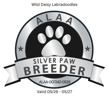 Wild Daisy Labradoodles logo: Silver, circular emblem with a paw print, the text