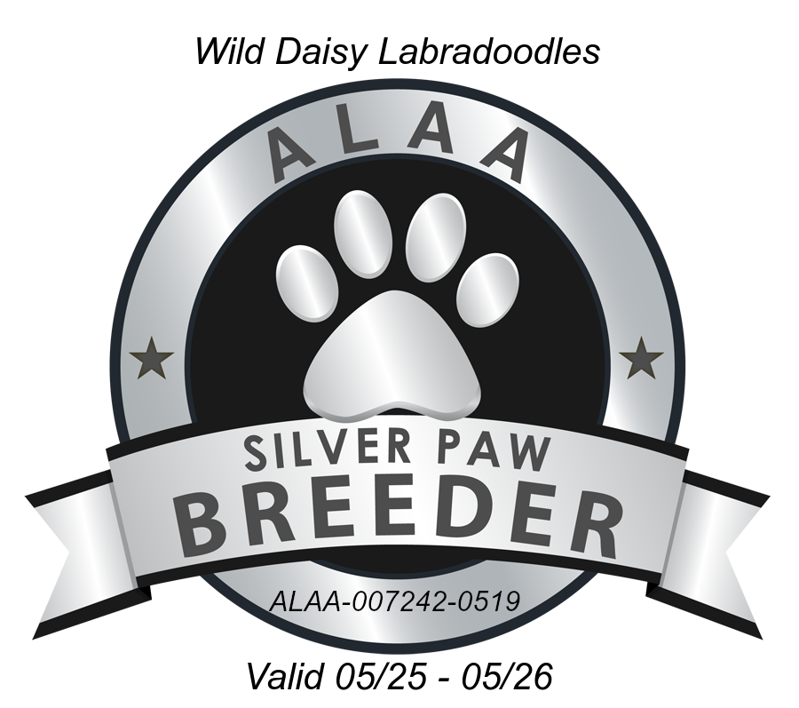 Logo for Wild Daisy Labradoodles, an ALAA Silver Paw Breeder. The logo is a black and silver emblem with a paw print and 