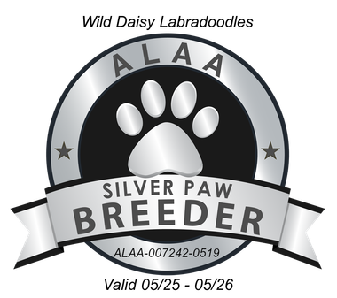 Wild Daisy Labradoodles logo: Silver, circular emblem with a paw print, the text 