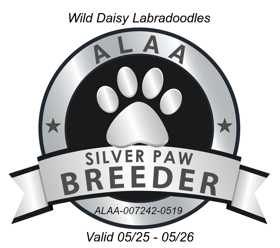 Logo for Wild Daisy Labradoodles, an ALAA Silver Paw Breeder. The logo is a black and silver emblem with a paw print and 