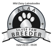 Logo for Wild Daisy Labradoodles, an ALAA Silver Paw Breeder. The logo is a black and silver emblem with a paw print and 