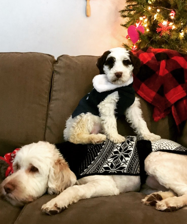 wild daisy’s black eyed susan - 001