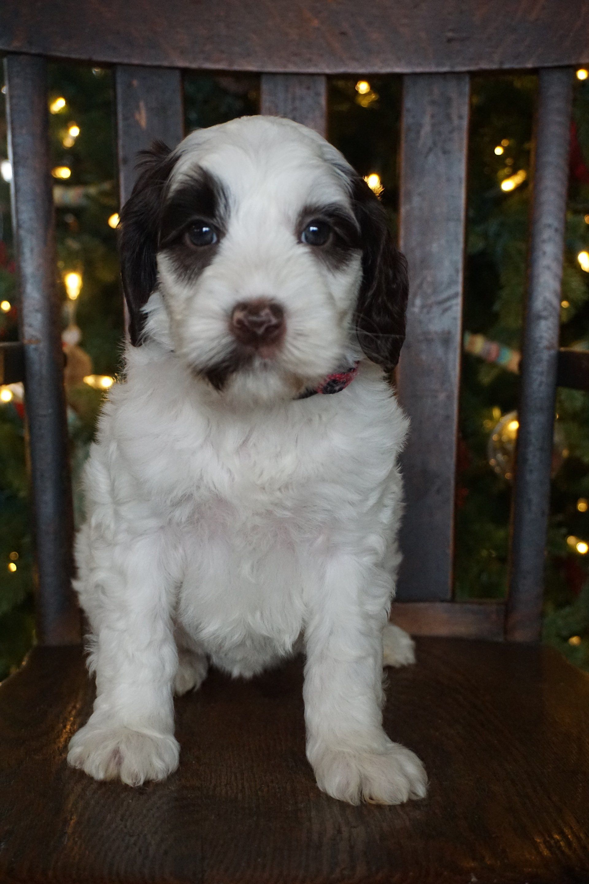 wild daisy’s black eyed susan - 004